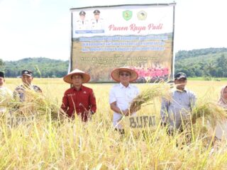 Tapanuli Selatan Pacu Swasembada Pangan: Panen Raya Capai 6,5 Ton/Ha, Bupati Gus Irawan Dorong Modernisasi Pertanian