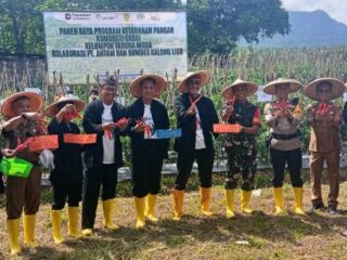 Panen Raya Cabe Merah, Wujud Nyata Kolaborasi Pemerintah Desa, Petani, dan PT Antam