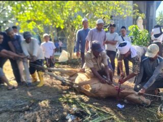 19 Tahun Konsisten Berkurban, Masjid Nurul Iman Berghang Sembelih 18 Lembu dan 2 Kambing