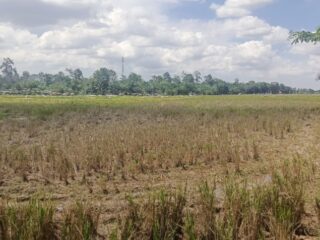 Petani Desa Cotdah Butuh 2 Unit Sumur Bor, 50 Hektar Sawah Terancam Gagal Panen